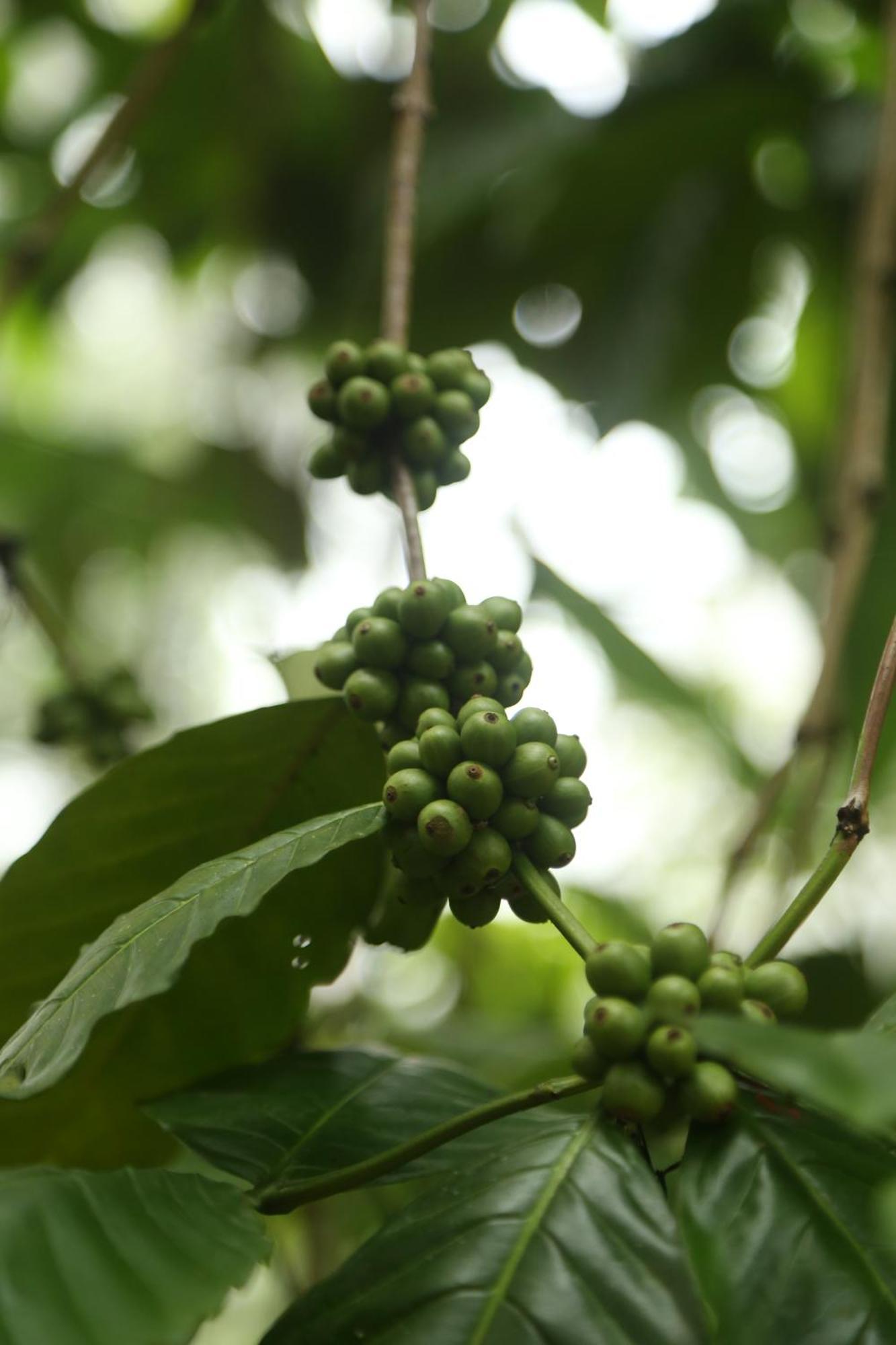 Spice Forest Plantation Homestay, Thekkady Vandiperiyār Zewnętrze zdjęcie