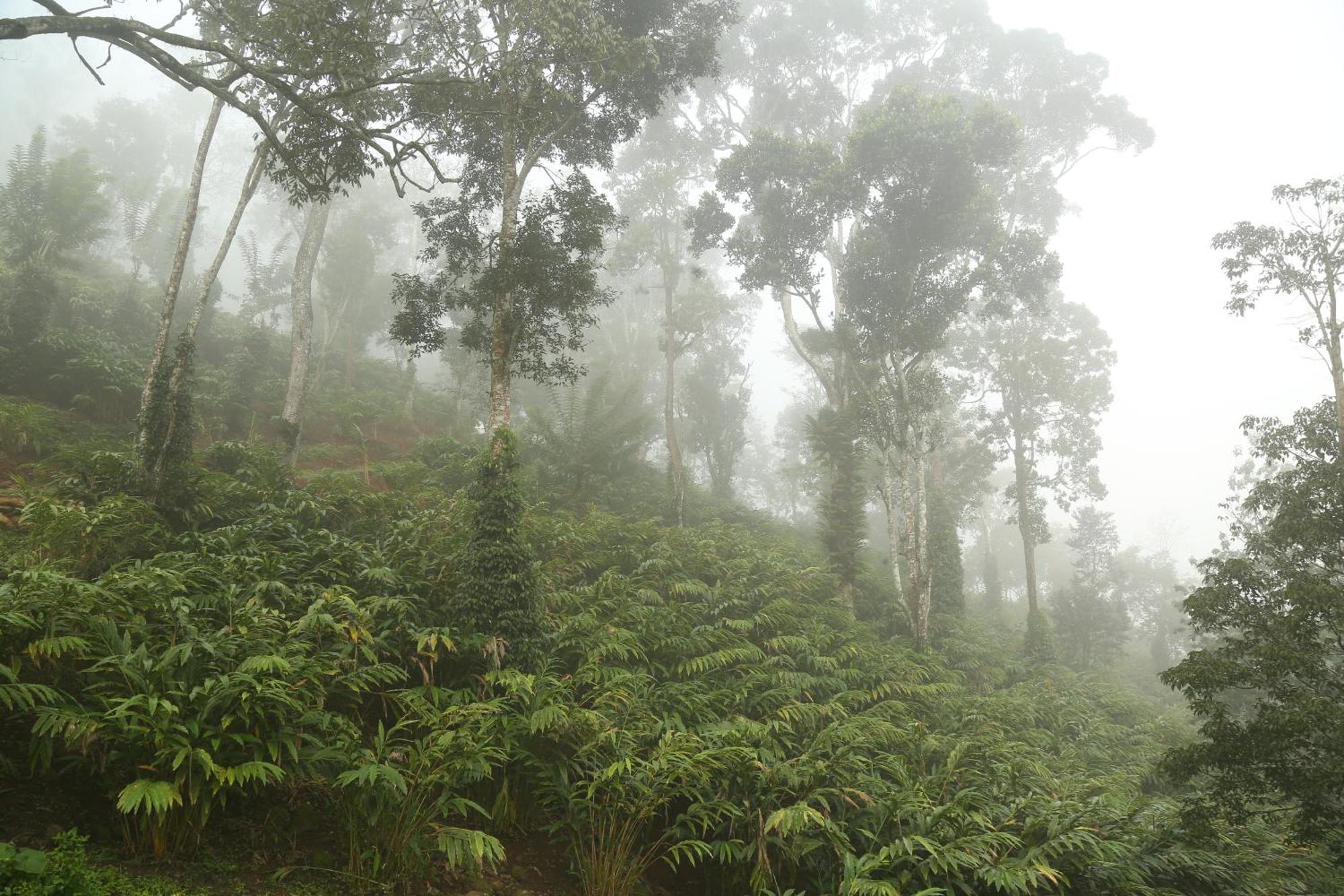 Spice Forest Plantation Homestay, Thekkady Vandiperiyār Zewnętrze zdjęcie