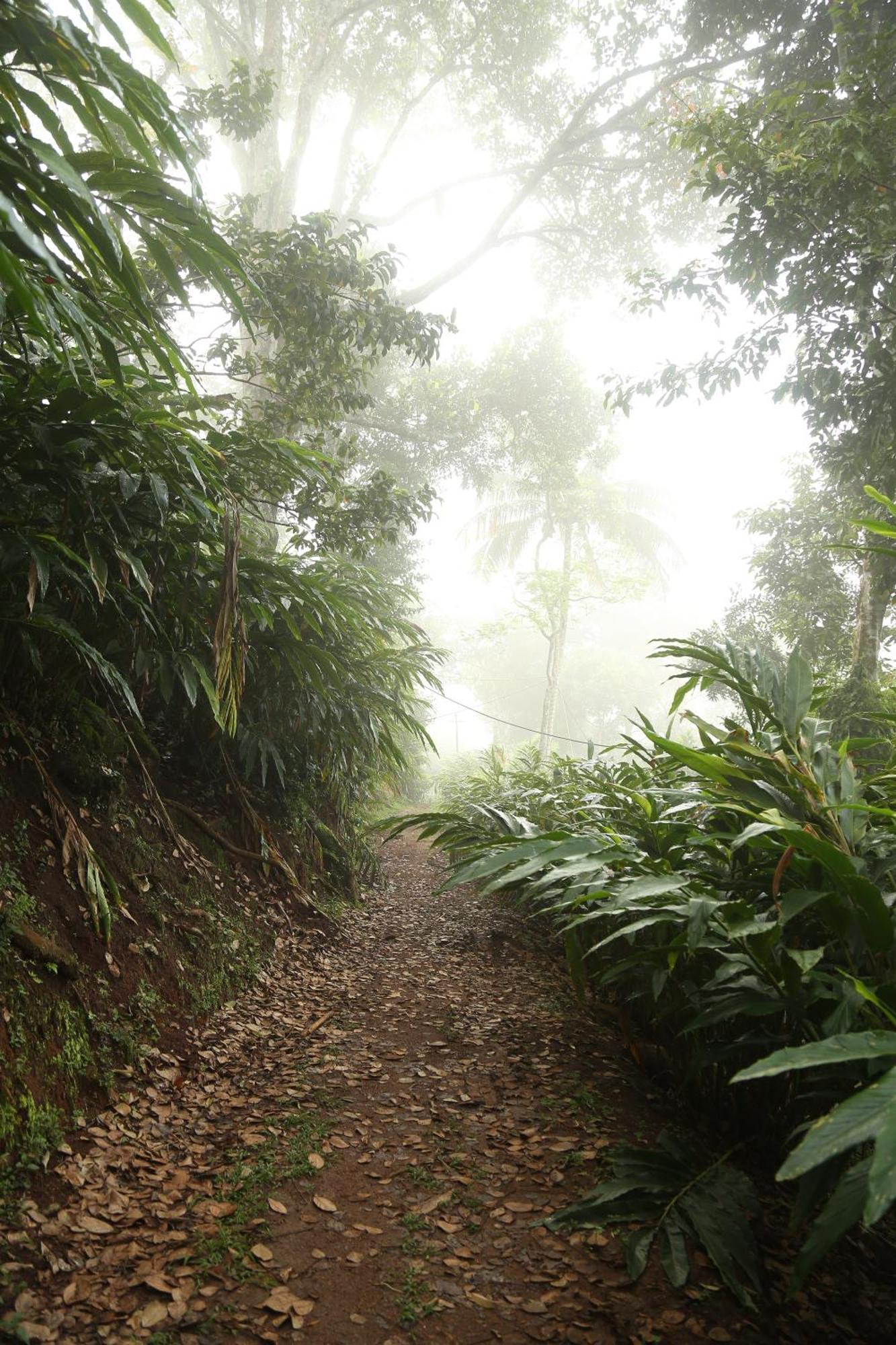 Spice Forest Plantation Homestay, Thekkady Vandiperiyār Zewnętrze zdjęcie
